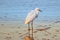 Photograph of a Snowy egret by the sea.