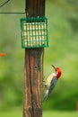 Red-bellied woodpecker closely examining things