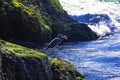 Bird hunting fish on the shore of mighty Rhin river Royalty Free Stock Photo