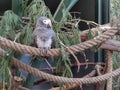 A beautiful bird sitting alone in a cage Royalty Free Stock Photo