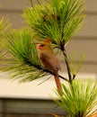 Beautiful bird sitting on the branch. Royalty Free Stock Photo