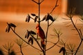 Beautiful bird sitting on the branch. Royalty Free Stock Photo