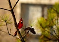 Beautiful bird sitting on the branch. Royalty Free Stock Photo