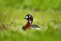 Beautiful bird sitting in violet flower, Red-breasted Goose, Branta ruficollis, animal in the nature habitat, detail portrait in Royalty Free Stock Photo