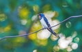 beautiful bird sitting on a wire Royalty Free Stock Photo