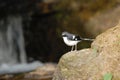 Beautiful Bird (Slaty-backed Forktail) perching on the stone