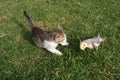 A beautiful bird and a small cat Royalty Free Stock Photo