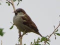 Beautiful bird sparrow on branches of hawthorn looking for food to spend the winter