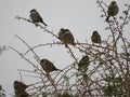 Beautiful bird sparrow on branches of hawthorn looking for food to spend the winter