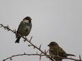 Beautiful bird sparrow on branches of hawthorn looking for food to spend the winter