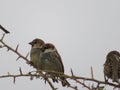 Beautiful bird sparrow on branches of hawthorn looking for food to spend the winter