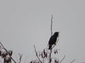 Beautiful bird sparrow on branches of hawthorn looking for food to spend the winter