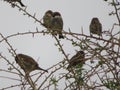 Beautiful bird sparrow on branches of hawthorn looking for food to spend the winter