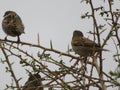 Beautiful bird sparrow on branches of hawthorn looking for food to spend the winter