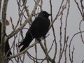 Beautiful bird sparrow on branches of hawthorn looking for food to spend the winter