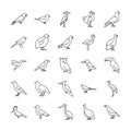 Beautiful Bird Species