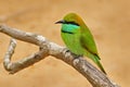 Beautiful bird from Sri Lanka. Little Green Bee-eater, Merops orientalis, exotic green and yellow rare bird from India. Coloured
