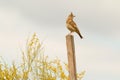 Beautiful bird on a stick