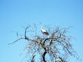 Beautiful bird stork with wings sits on branch of old tree Royalty Free Stock Photo