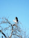 Beautiful bird stork with wings sits on branch of old tree Royalty Free Stock Photo