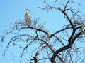 Beautiful bird stork with wings sits on branch of old tree Royalty Free Stock Photo