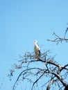 Beautiful bird stork with wings sits on branch of old tree Royalty Free Stock Photo