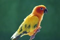 Beautiful bird, Sun conure parakeet Aratinga solstitialis on green background Royalty Free Stock Photo