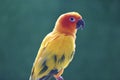 Beautiful bird, Sun conure parakeet Aratinga solstitialis on green background Royalty Free Stock Photo
