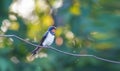 beautiful bird swallow sitting on a wire Royalty Free Stock Photo