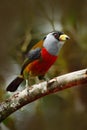 Beautiful bird from tropic forest. Exotic grey and red bird, Toucan Barbet, Semnornis ramphastinus, Bellavista, Ecuador. Red