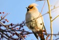 A beautiful bird with a tuft sits on a tree branch on a Sunny morning.