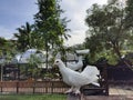 Beautiful bird in Ungaran