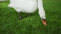 Beautiful bird walking in park. Graceful swan feeding on sunny day outdoors Royalty Free Stock Photo