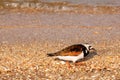 A beautiful bird walks along the seashore Royalty Free Stock Photo