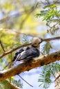 Hite-Crested Helmetshrike bird, Chamo Lake Ethiopia