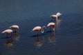 Bird white-pink flamingo on a salty blue lake in calpe spain Royalty Free Stock Photo
