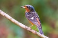 Beautiful of bird White-throated Rock Thrush on branch