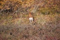 Willow ptarmigan state bird of Alaska Royalty Free Stock Photo