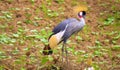 Beautiful bird with yellow background texture