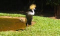 Beautiful bird with yellow crest