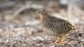 Beautiful bird, Yellow-legged Buttonquail Turnix tanki walk for food on the ground, Bird of Thailand