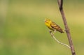 beautiful bird with yellow plumage sings in spring Royalty Free Stock Photo