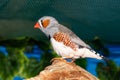 Beautiful bird, Zebra Finch Taeniopygia guttata perching on a branch Royalty Free Stock Photo