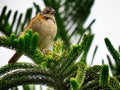 Beautiful bird standing on the branches of a pine