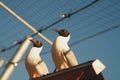 Beautiful birds close up. black headed seagulls sitting on the roof with the sky background