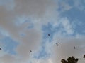 Beautiful birds flying in the blue sky with clouds Royalty Free Stock Photo