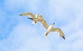 Beautiful Birds flying in the sky in middel of sea