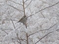 Beautiful birds on a frozen branch passing cold looking for food