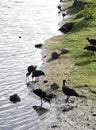 many black crows