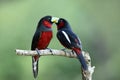 Beautiful birds in Love, Black-and-red broadbill & x28;Cymbirhynchus